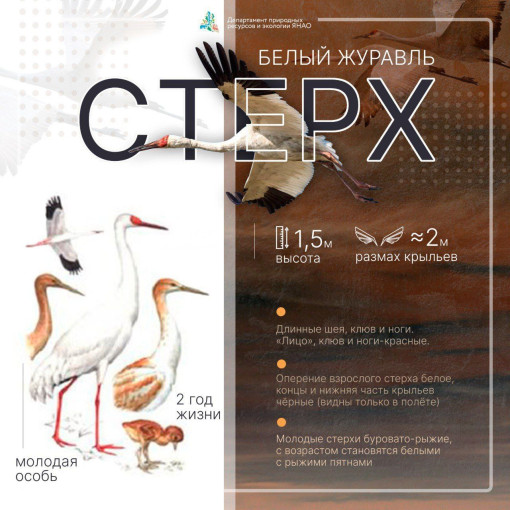 Стерх и серый журавль. Стерх и серый журавль.